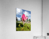 Unspoken Flame of the Garden’s Soul Acrylic Print