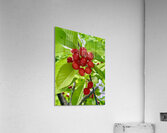 The Cherry Covenant: Nature’s Silent Promise Acrylic Print