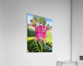 The Blush Before the Bloom Acrylic Print