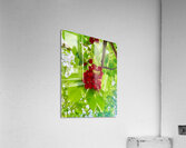 The Patience of Fruit: A Quiet Celebration Impression acrylique