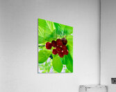 Jewels of the Canopy: The Hidden Orchard Crown Acrylic Print