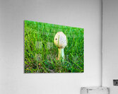 A Quiet Uprising from Below Acrylic Print