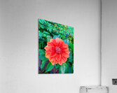 Dahlia Inferna: The Flame That Blossoms Acrylic Print
