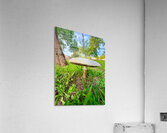 The Lowland Throne Acrylic Print