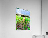 Under the Cap: A Fungal World Revealed Impression acrylique