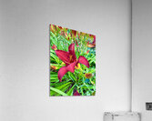 Royal Daylily Portrait Acrylic Print