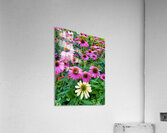 The Garden Collective Acrylic Print