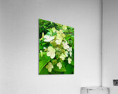  Pale Hydrangea Cluster Acrylic Print