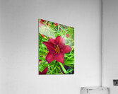 Garden Spotlight Acrylic Print