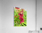 Flame of the Garden Acrylic Print