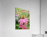 Echinacea Ensemble Acrylic Print