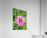 Pink Serenity Acrylic Print