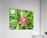 Fireheart Daylily Acrylic Print