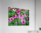 Field of Echinacea Dreams Acrylic Print