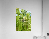 Wings and Spikes Impression acrylique