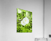 Paired in Bloom: Bindweed Duo Acrylic Print