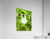Bindweed Still Life in Nature Acrylic Print