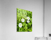 Clustered Bindweed Flowers Impression acrylique