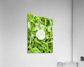 One Wild Bloom : Bindweed Focus Impression acrylique