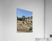 IMG 9558 Acrylic Print