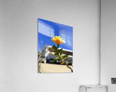 IMG 9796 Acrylic Print