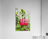 IMG 9953 Acrylic Print