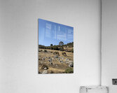 IMG 9555 Acrylic Print