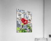 IMG 9957 Impression acrylique