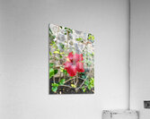 IMG 9955 Acrylic Print