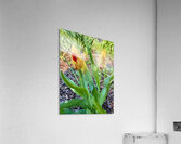 IMG 1613 Impression acrylique