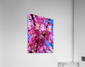 IMG 1696 Acrylic Print