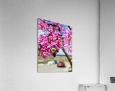 IMG 1570 Acrylic Print