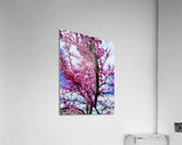  Redbud in Full Glory Acrylic Print