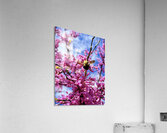 IMG 1683 Acrylic Print