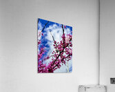 IMG 1550 Acrylic Print