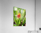 IMG 1605 Acrylic Print