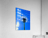 IMG 1762 Acrylic Print