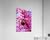 IMG 1670 Acrylic Print