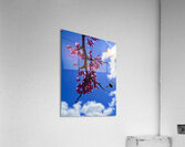 IMG 1556 Acrylic Print