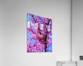 IMG 1617 Acrylic Print