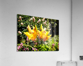 Bursting Beauty 2 Acrylic Print