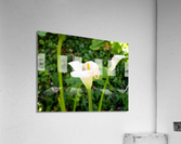 Golden Rod Exposed 2 Acrylic Print