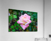 Beautiful Sweat Acrylic Print