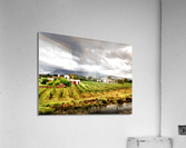 Vineyard in South Africa Acrylic Print