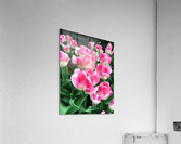 Tulips Are Better Than One B Acrylic Print