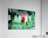 Flower Bud Acrylic Print