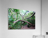 Branches of Life Impression acrylique