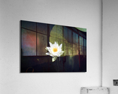 Blooms of Joy Acrylic Print