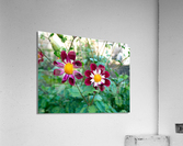 Flower Bloom 5 Acrylic Print
