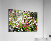 A Berry Cherry Blossom Day to You Acrylic Print